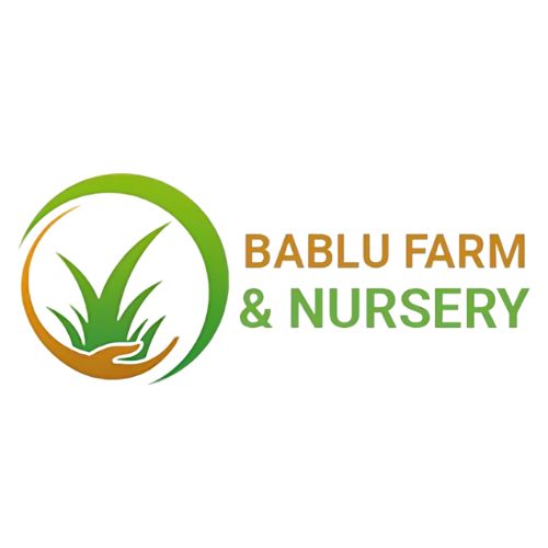 Trusted Commercial Grass Seed Supplier In Delhi – Bablu Farm And Nursery